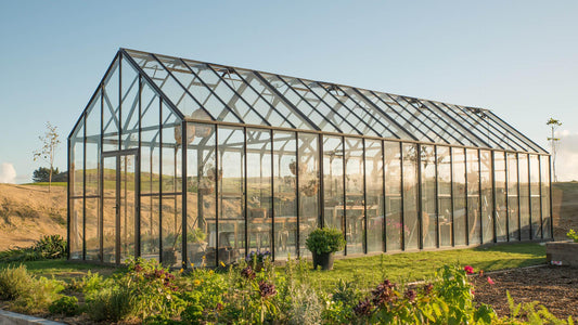 Modern glass greenhouse with metal frame in a sunny garden setting with plants and greenery