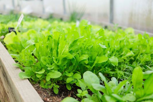 Organic arugula plantation growing in a wooden raised bed inside a greenhouse