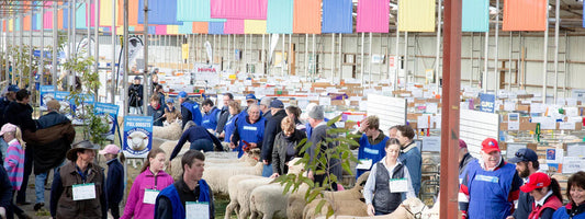 Indoor sheep show with farmers and judges inspecting poll dorset sheep under colorful banners