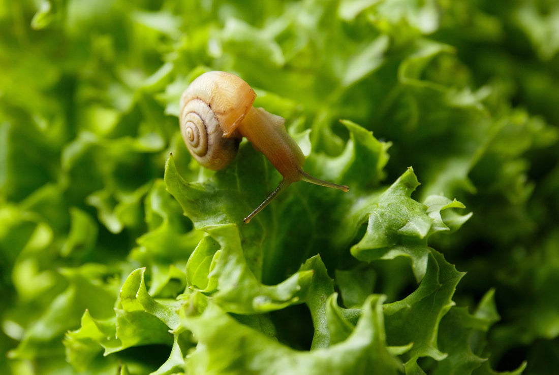Small snail with spiral shell crawling on fresh green lettuce leaves close-up