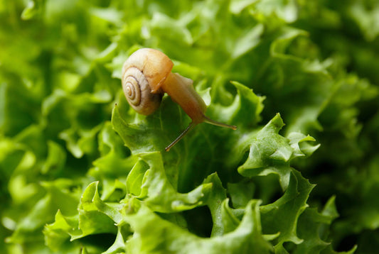 Small snail with spiral shell crawling on fresh green lettuce leaves close-up