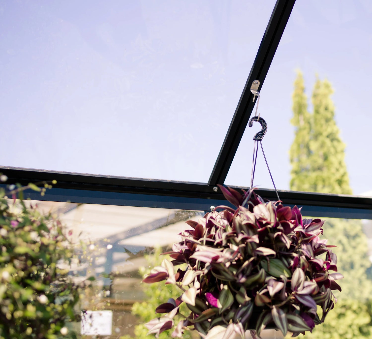 Hanging purple and green Tradescantia plant inside a sunlit greenhouse with blurred outdoor trees