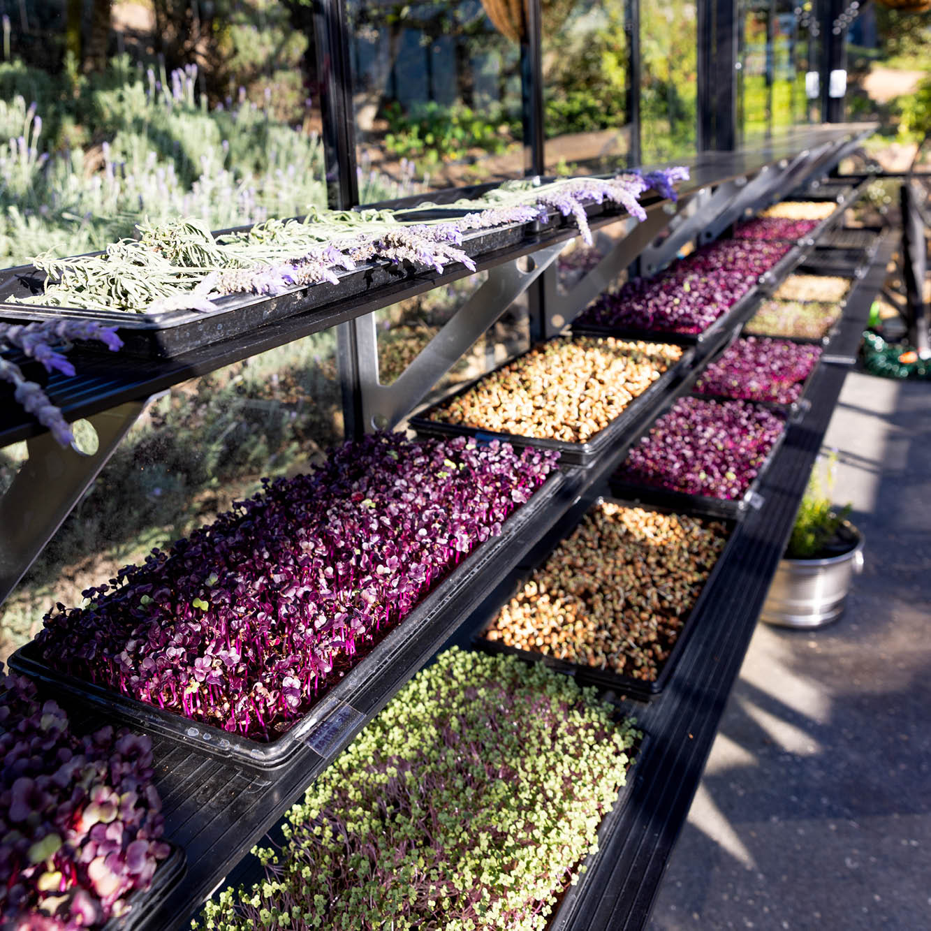 Three-tier shelving with trays of microgreens and drying lavender in an outdoor garden setting