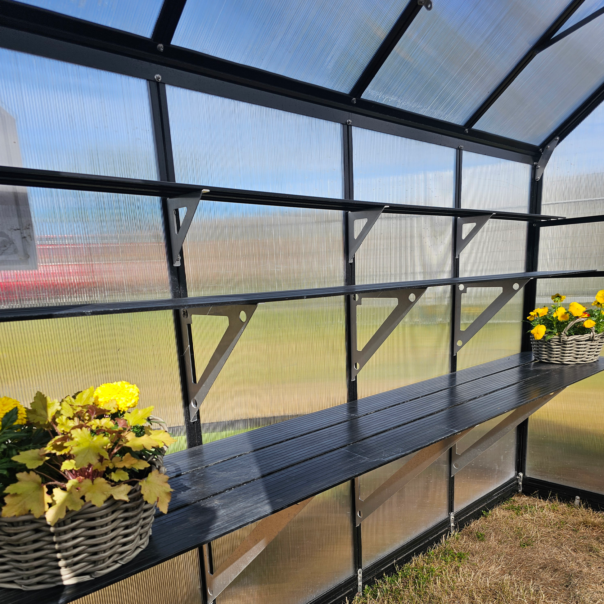 Black metal shelving inside greenhouse with wicker baskets of yellow flowers on bottom shelf
